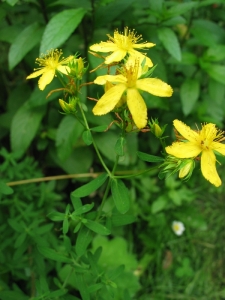 1529957643_hypericum perforatum.jpg